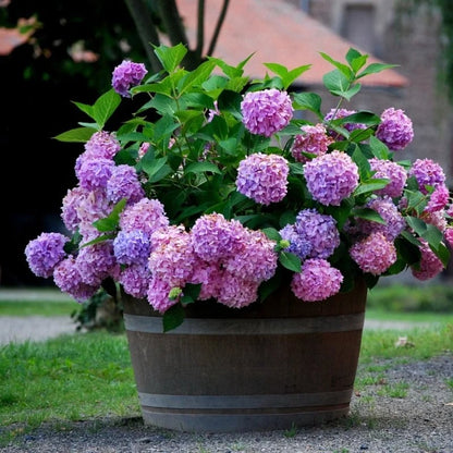 Last Day 73% OFF💐Outdoor Artificial Hydrangea Flowers