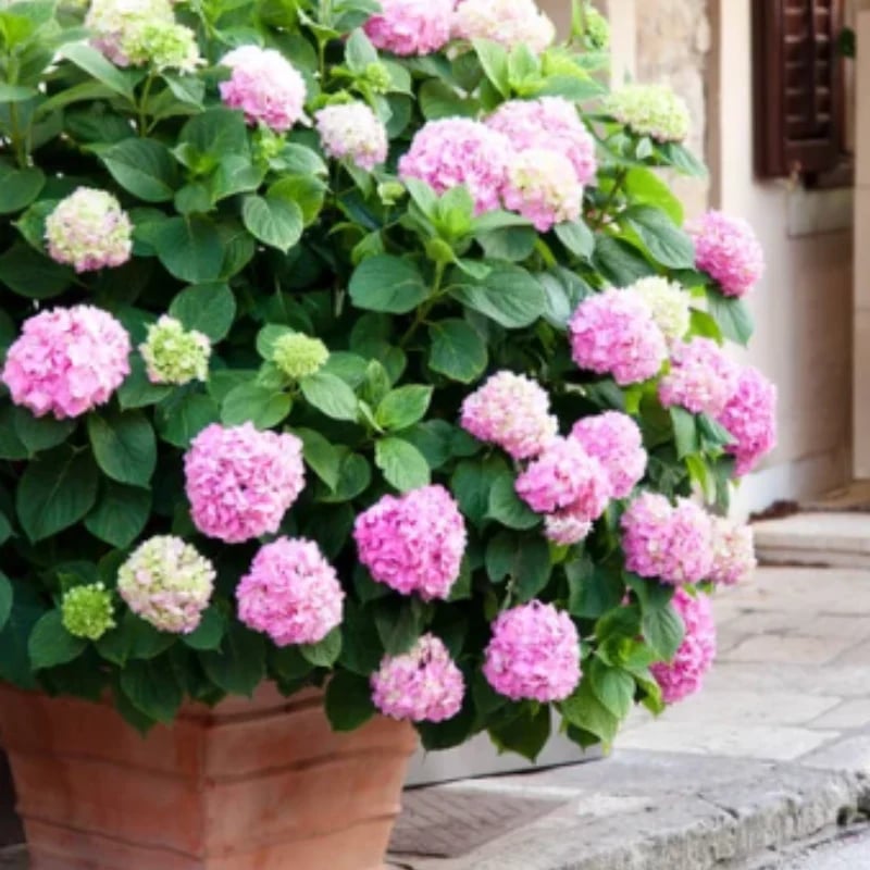 Last Day 73% OFF💐Outdoor Artificial Hydrangea Flowers