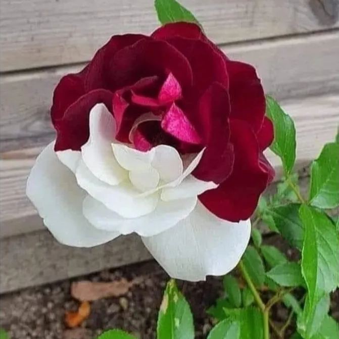 🌹Rare Twin Roses Seeds