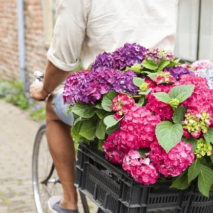 Last Day 73% OFF💐Outdoor Artificial Hydrangea Flowers