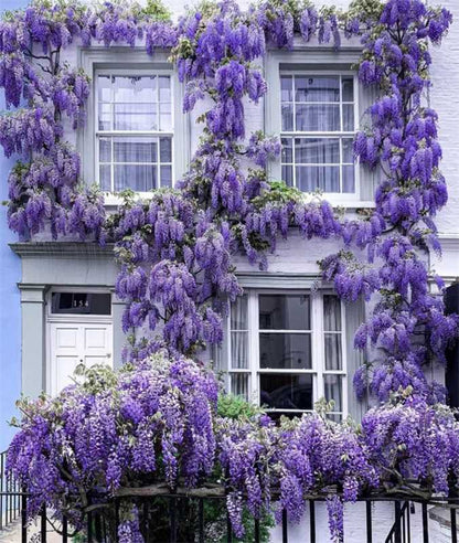 🌈Last Day Sale - 60% OFF🌸Wisteria Flower Seeds, Purple Elf Blossoms