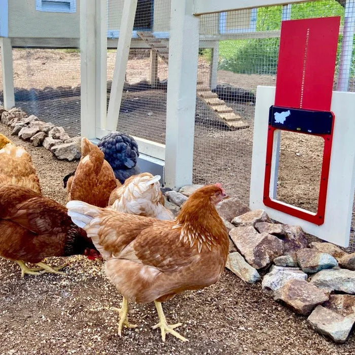 🎉Automatic Chicken Coop Door