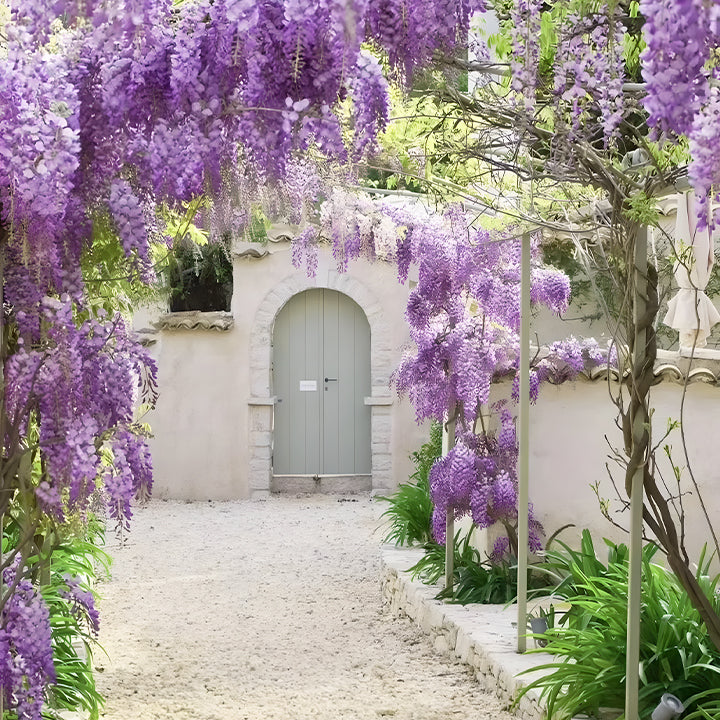 🌈Last Day Sale - 60% OFF🌸Wisteria Flower Seeds, Purple Elf Blossoms