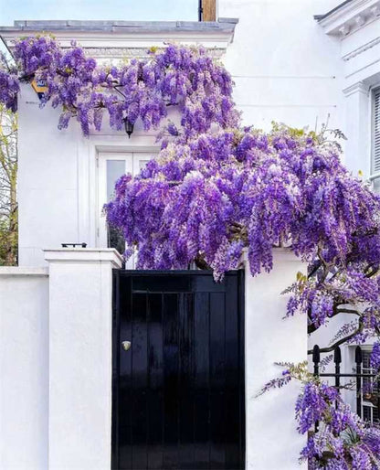 🌈Last Day Sale - 60% OFF🌸Wisteria Flower Seeds, Purple Elf Blossoms