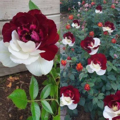 🌹Rare Twin Roses Seeds