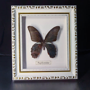 Butterfly crafts teaching collection decorations swallowtail butterfly three-dimensional ornaments