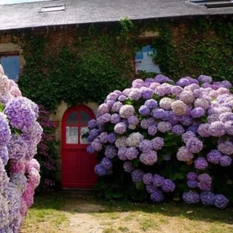 Last Day 70% OFF-Outdoor Artificial Hydrangea Flowers💐