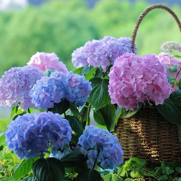 Last Day 73% OFF💐Outdoor Artificial Hydrangea Flowers