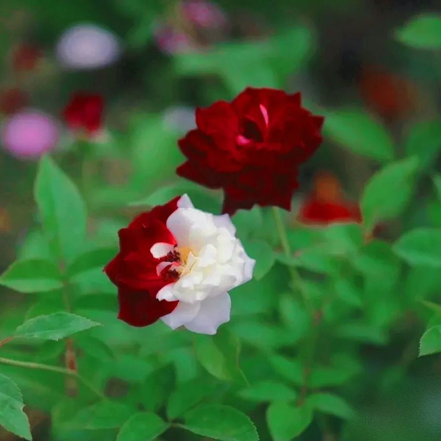 🌹Rare Twin Roses Seeds