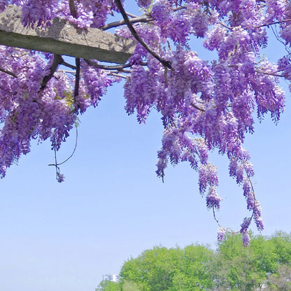 🌈Last Day Sale - 60% OFF🌸Wisteria Flower Seeds, Purple Elf Blossoms