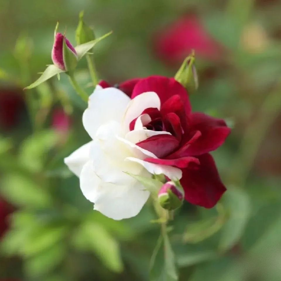 🌹Rare Twin Roses Seeds