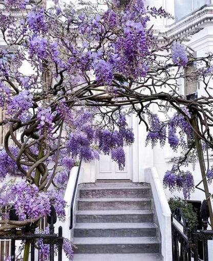 🌈Last Day Sale - 60% OFF🌸Wisteria Flower Seeds, Purple Elf Blossoms