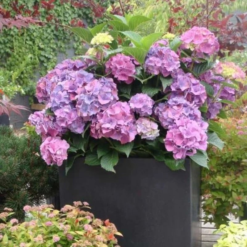 Last Day 73% OFF💐Outdoor Artificial Hydrangea Flowers