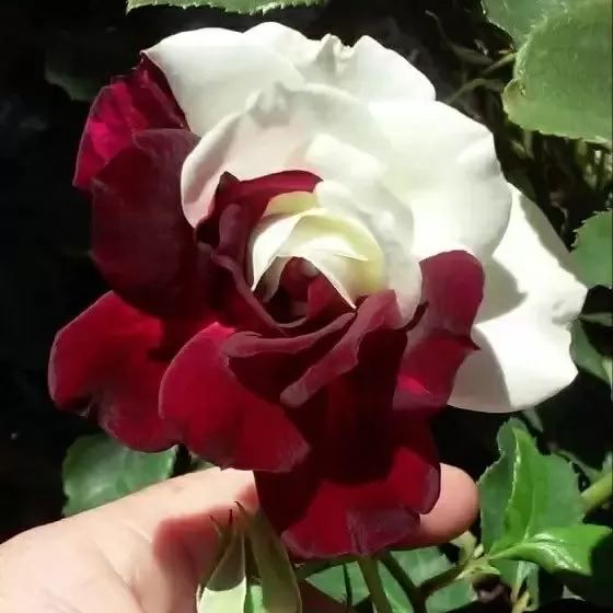 🌹Rare Twin Roses Seeds