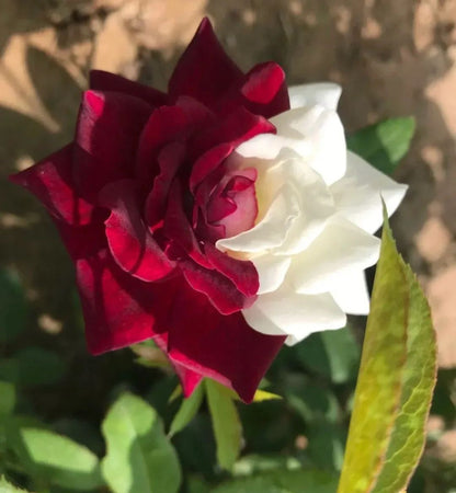 🌹Rare Twin Roses Seeds