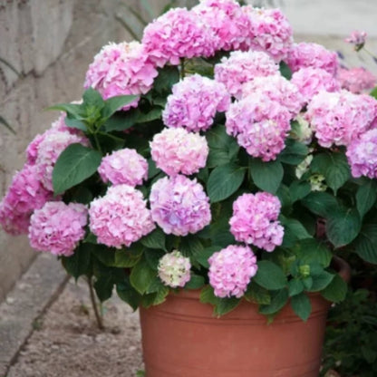 Last Day 73% OFF💐Outdoor Artificial Hydrangea Flowers