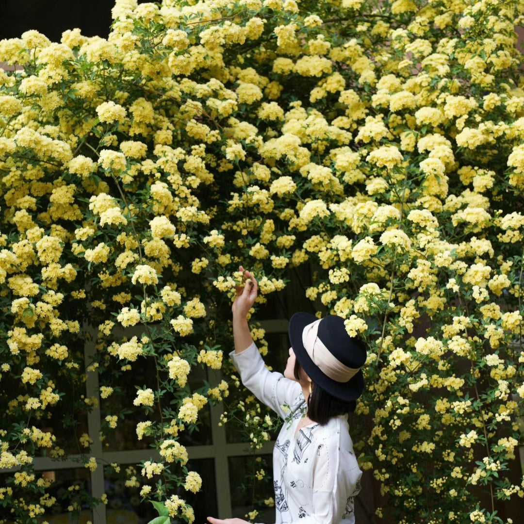 Yellow Banks Rose Seeds-Symbolizes Elegance and Happiness