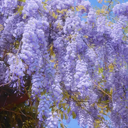 🌈Last Day Sale - 60% OFF🌸Wisteria Flower Seeds, Purple Elf Blossoms