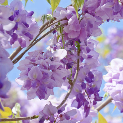 🌈Last Day Sale - 60% OFF🌸Wisteria Flower Seeds, Purple Elf Blossoms