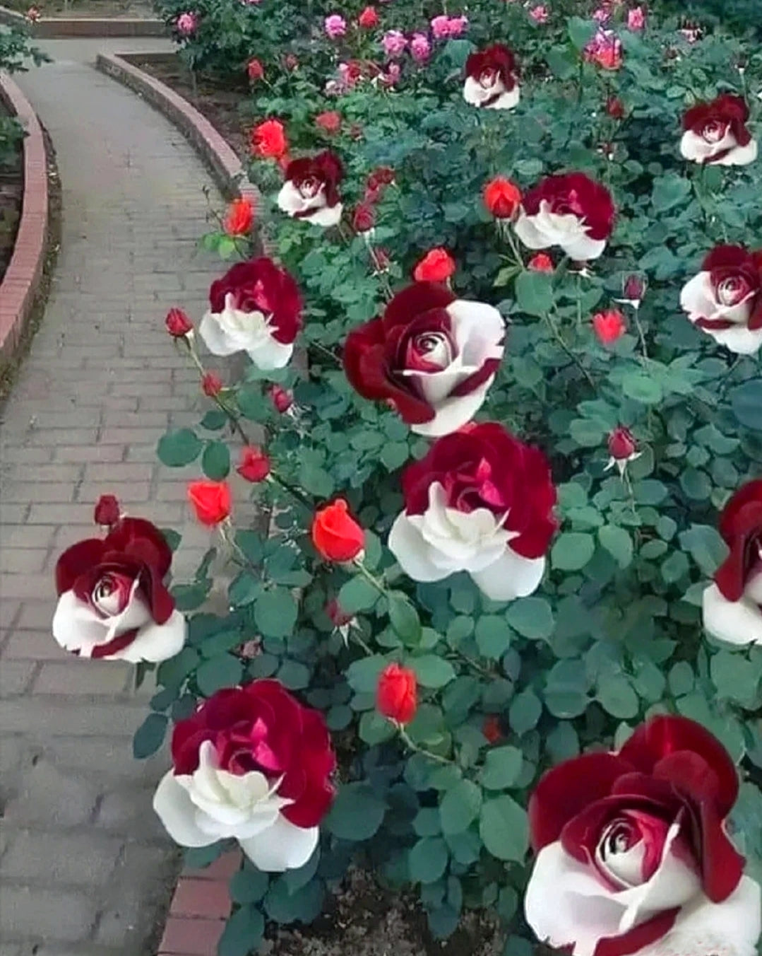 🌹Rare Twin Roses Seeds